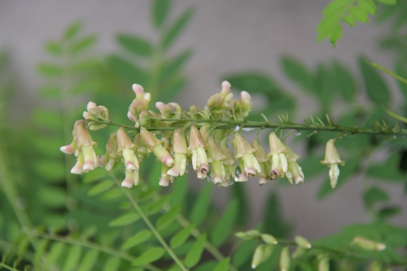 庆元植物471豆科槐属苦参