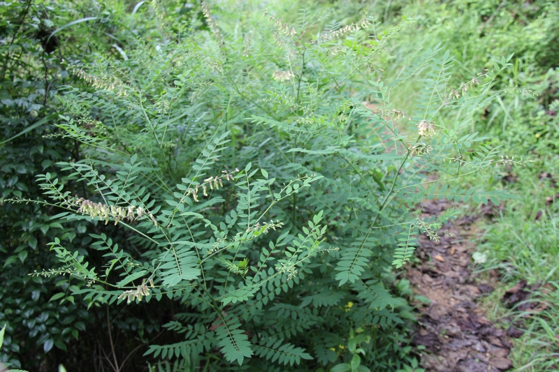 庆元植物471豆科槐属苦参