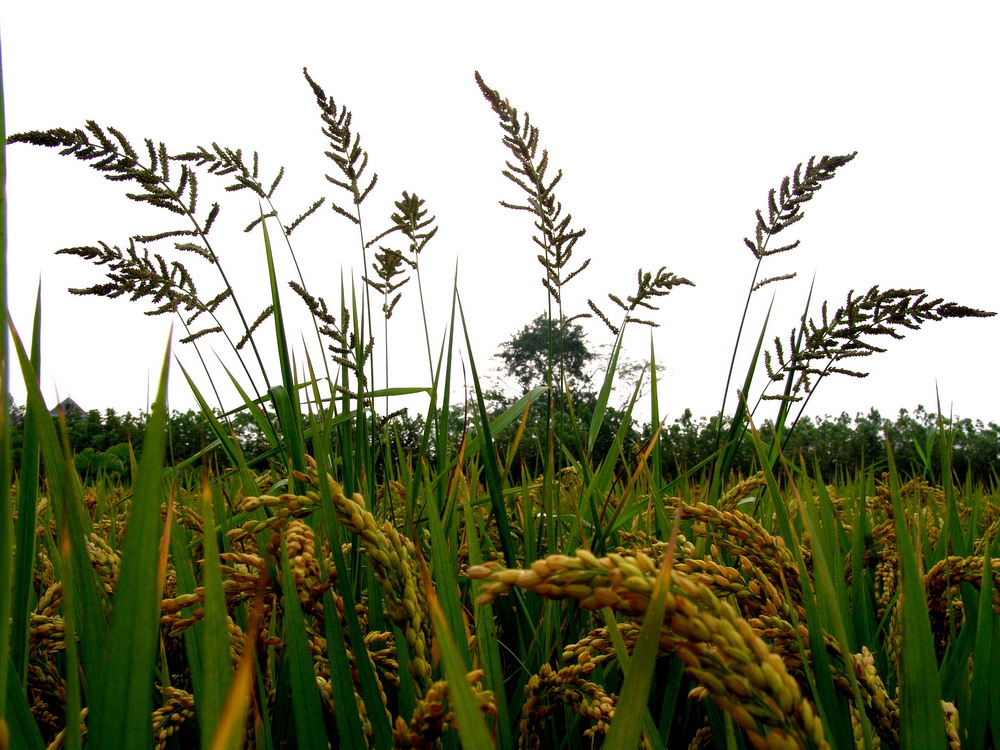 本草歌赋44 稗子咏-凤虎博客-搜狐博客