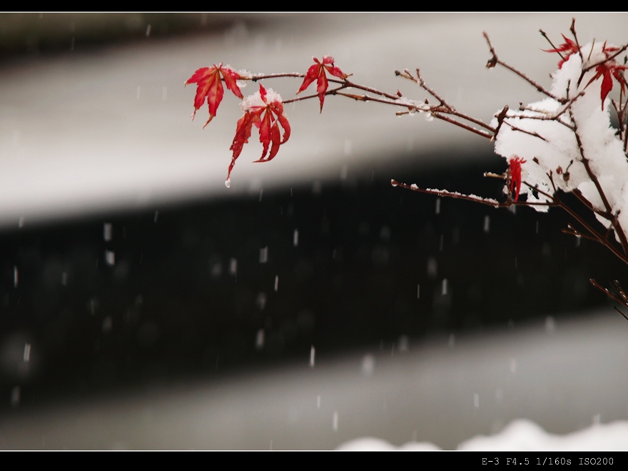 这个午后,雪静静地飘落-细雨霏微-搜狐博客