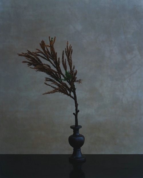 日本当红花艺大师川濑敏郎(kawase toshiro)作品