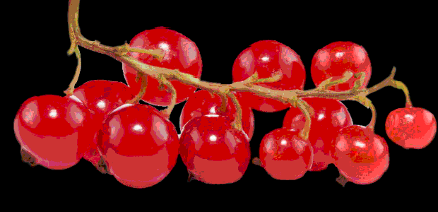 荷花之恋原创诃痴山与心草稿有待修改有春天美图动态水果