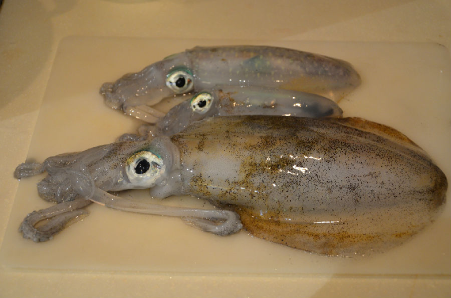 鱿鱼又是活的,吸盘会吸住手指不放的,妈妈根本都不敢下手.