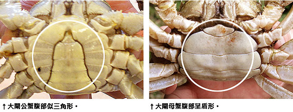 大闸蟹雌雄的分辨