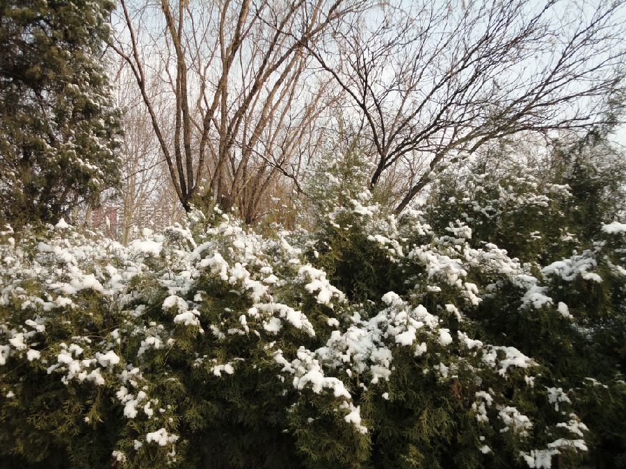三月飞雪