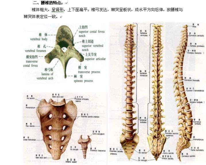 椎间孔由椎弓根上缘与上一椎弓根下缘的切迹构成.