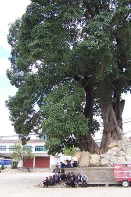 为桑科榕属植物,据了解大理地区现有百年以上古青树177棵,大理人俗称