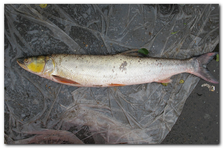 通河游记(上)-老头鱼的空间-搜狐博客