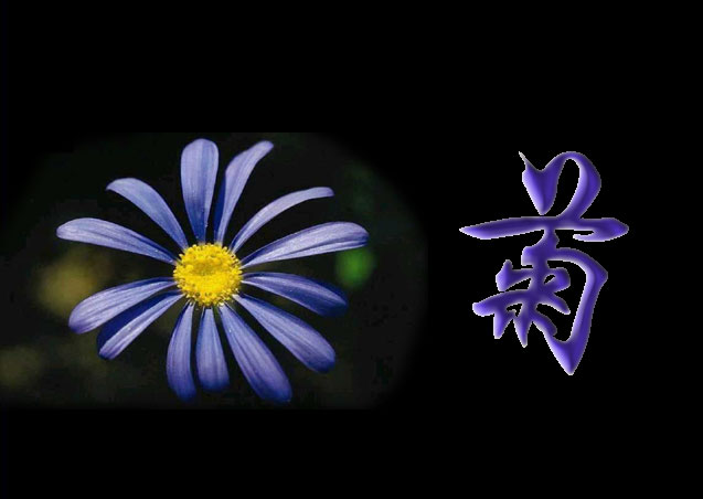 菊- 白雪 - 雪之吻