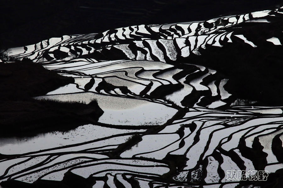 多依树梯田:大地精美的黑白版画