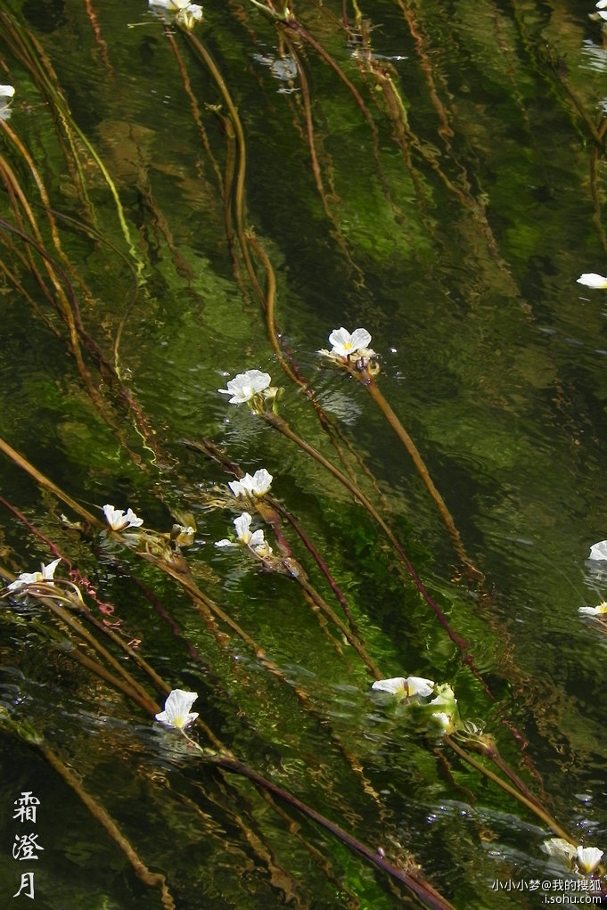 海草花-小小小梦的空间-搜狐博客