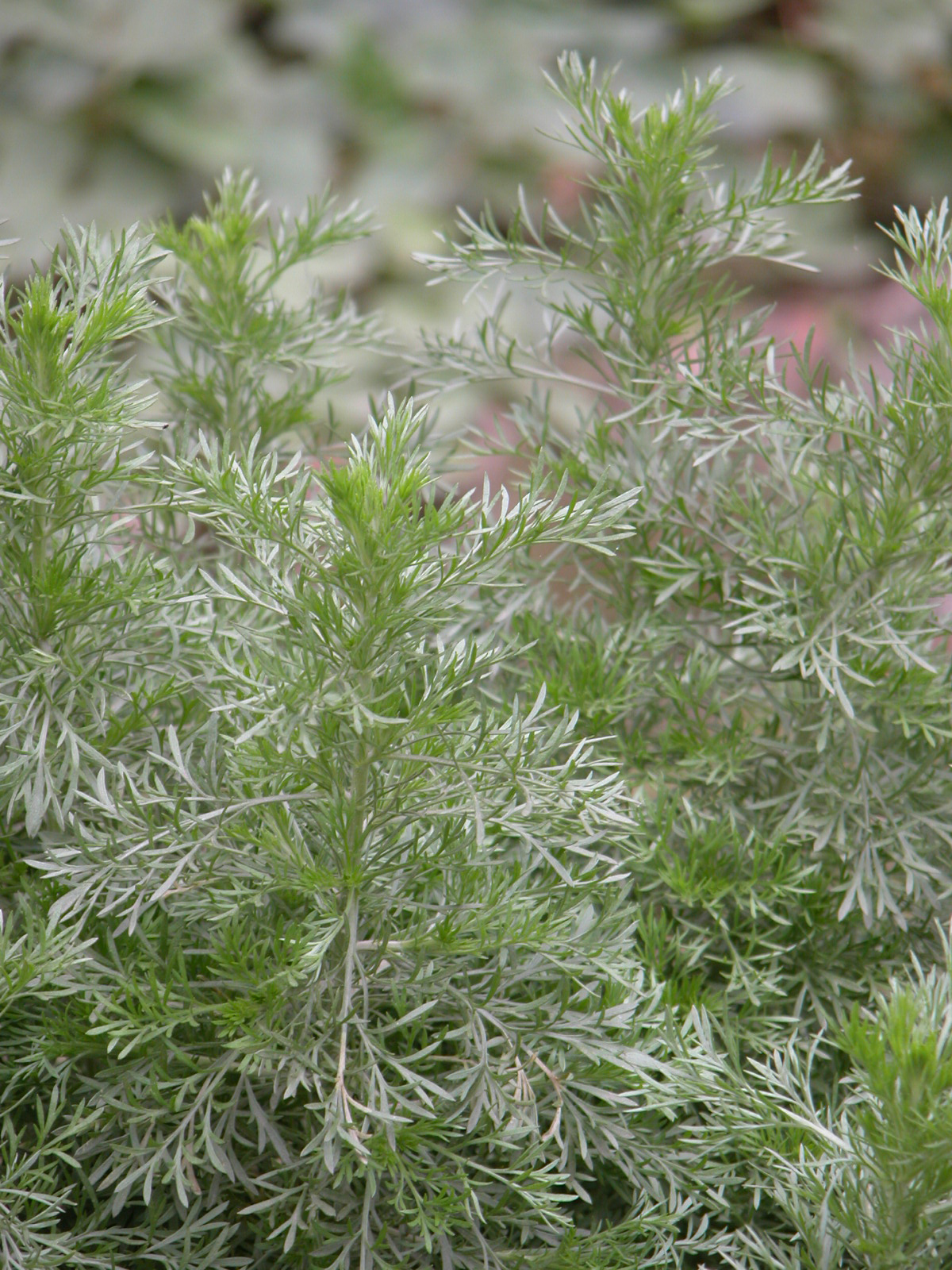 本草歌赋49 茵陈谣-凤虎博客-搜狐博客