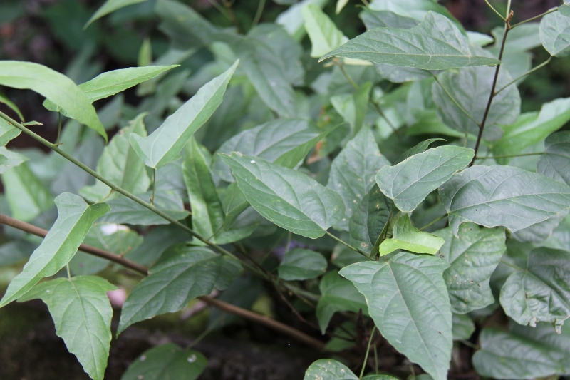 庆元植物495大戟科野桐属石岩枫