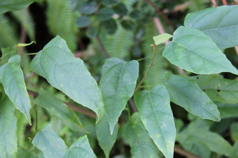 庆元植物495大戟科野桐属石岩枫