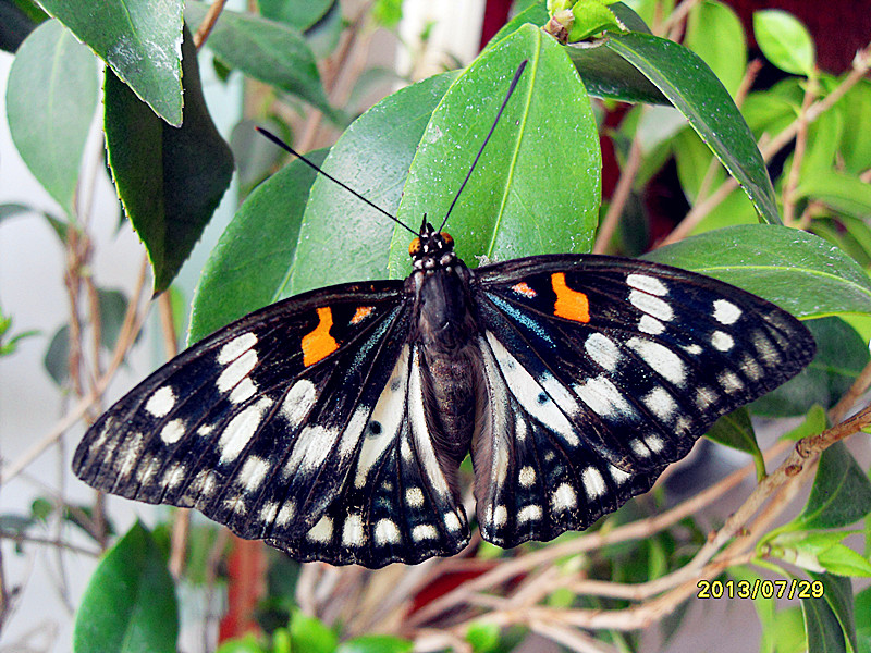 逮到一只黄帅蛱蝶