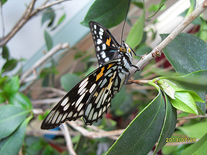 逮到一只黄帅蛱蝶