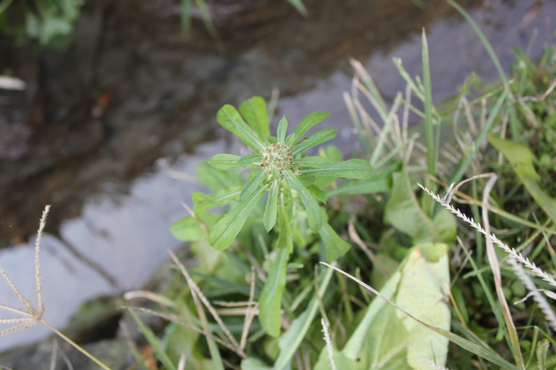 庆元植物490菊科鼠麴草属匙叶鼠麴草