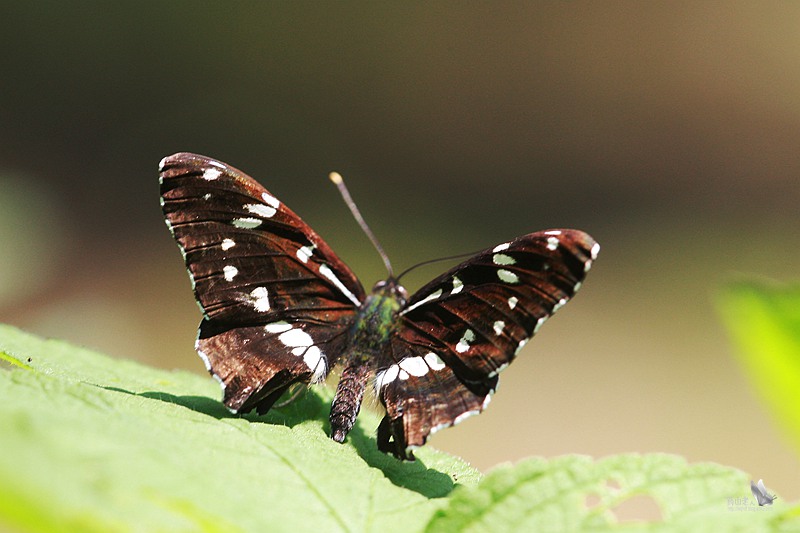 拍摄得蛱蝶一种,从背面看不知何种,从侧面分析,应该是杨眉线蛱蝶.