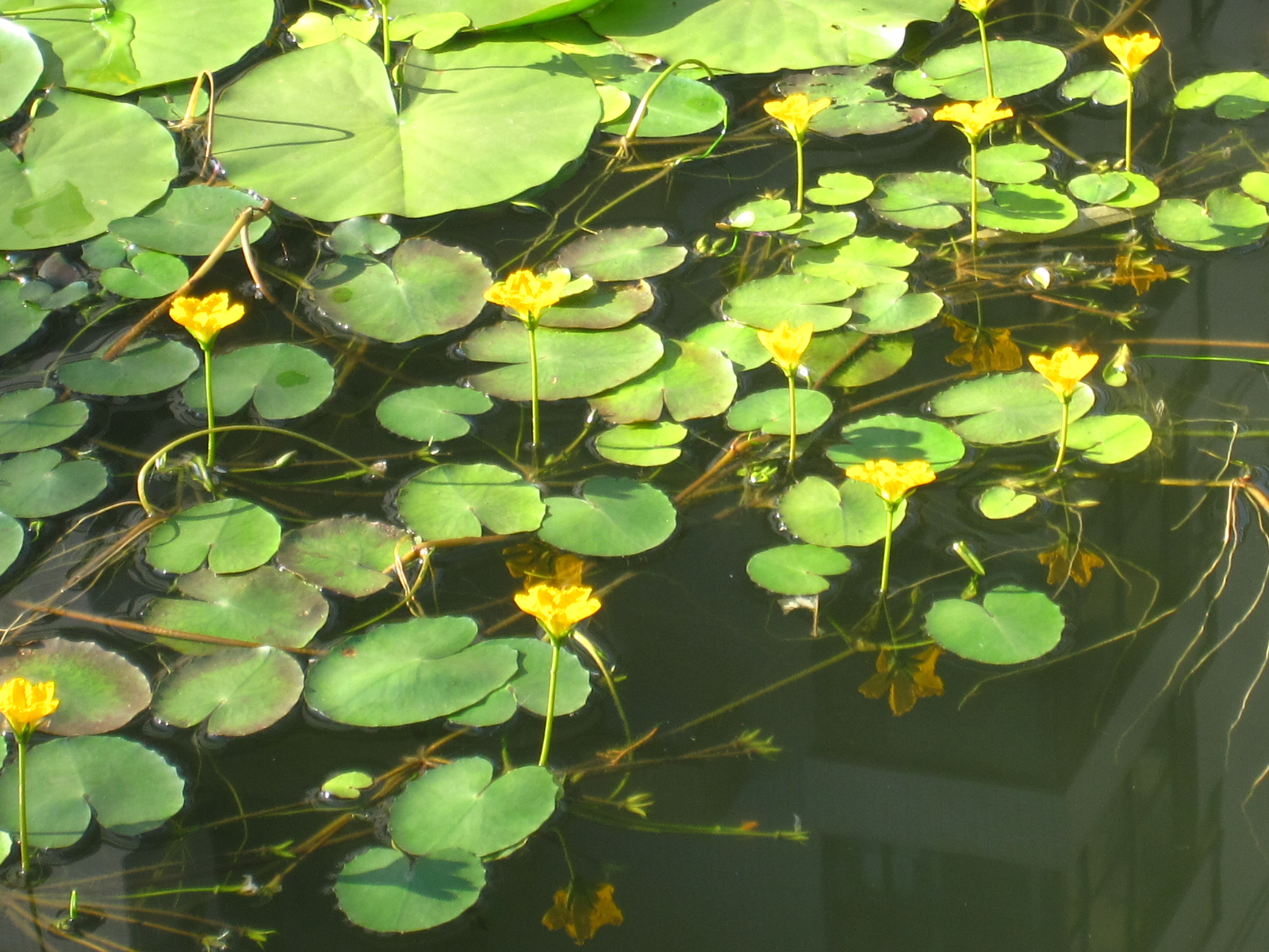 荇菜(xingcai)属浅水性植物.