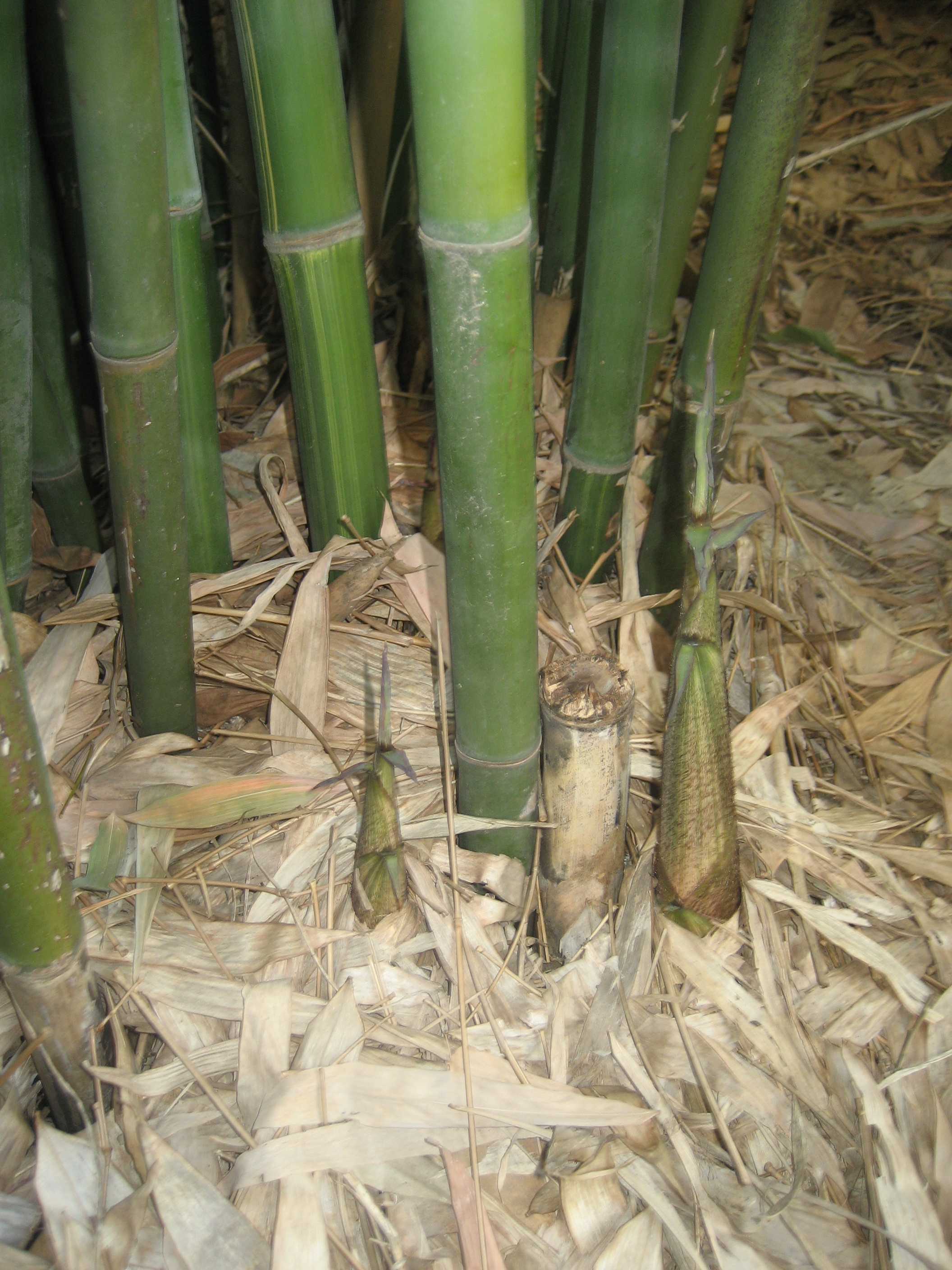 束竹根旁冒竹尖