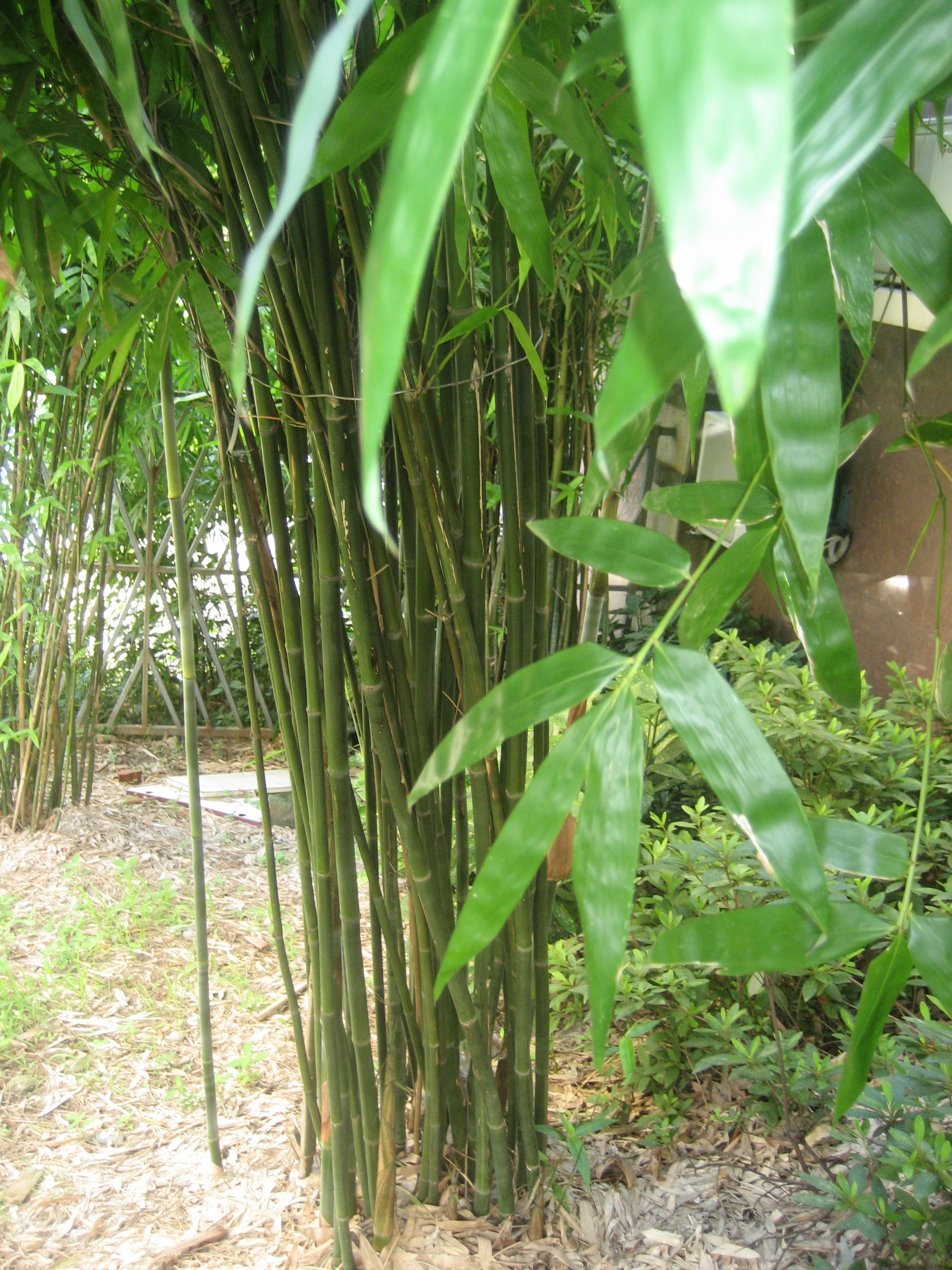 束竹根旁冒竹尖