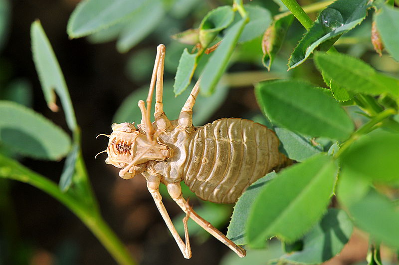 水虿蜕化成蜻蜓