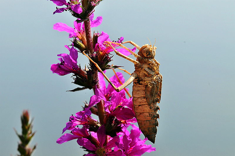 水虿蜕化成蜻蜓