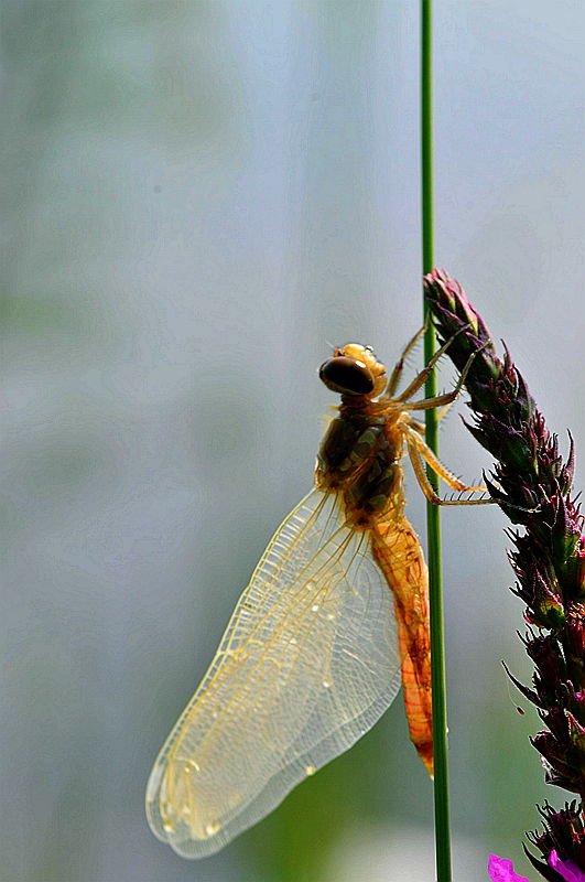 水虿蜕化成蜻蜓