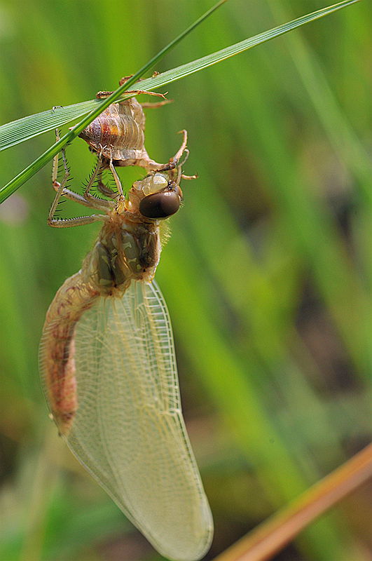 水虿蜕化成蜻蜓