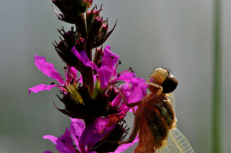 水虿蜕化成蜻蜓