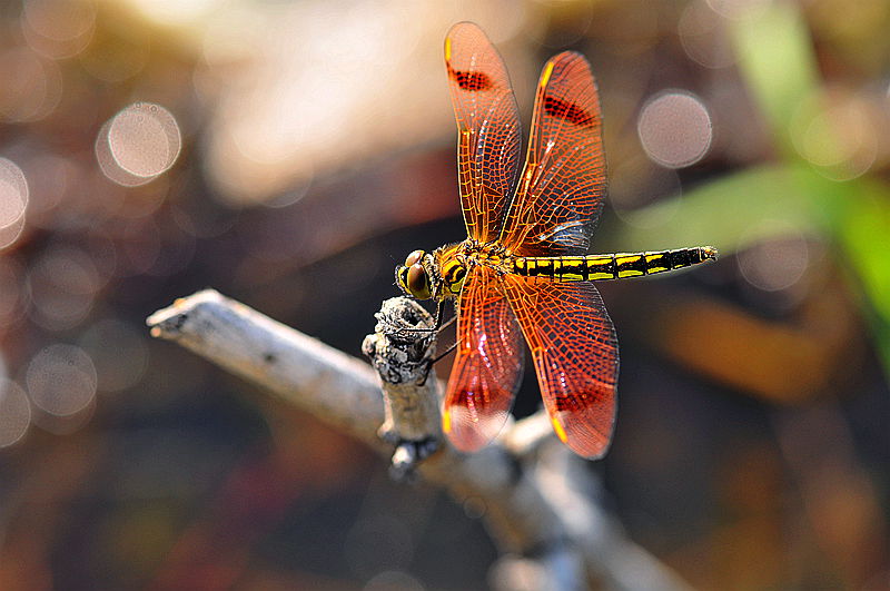 水虿蜕化成蜻蜓