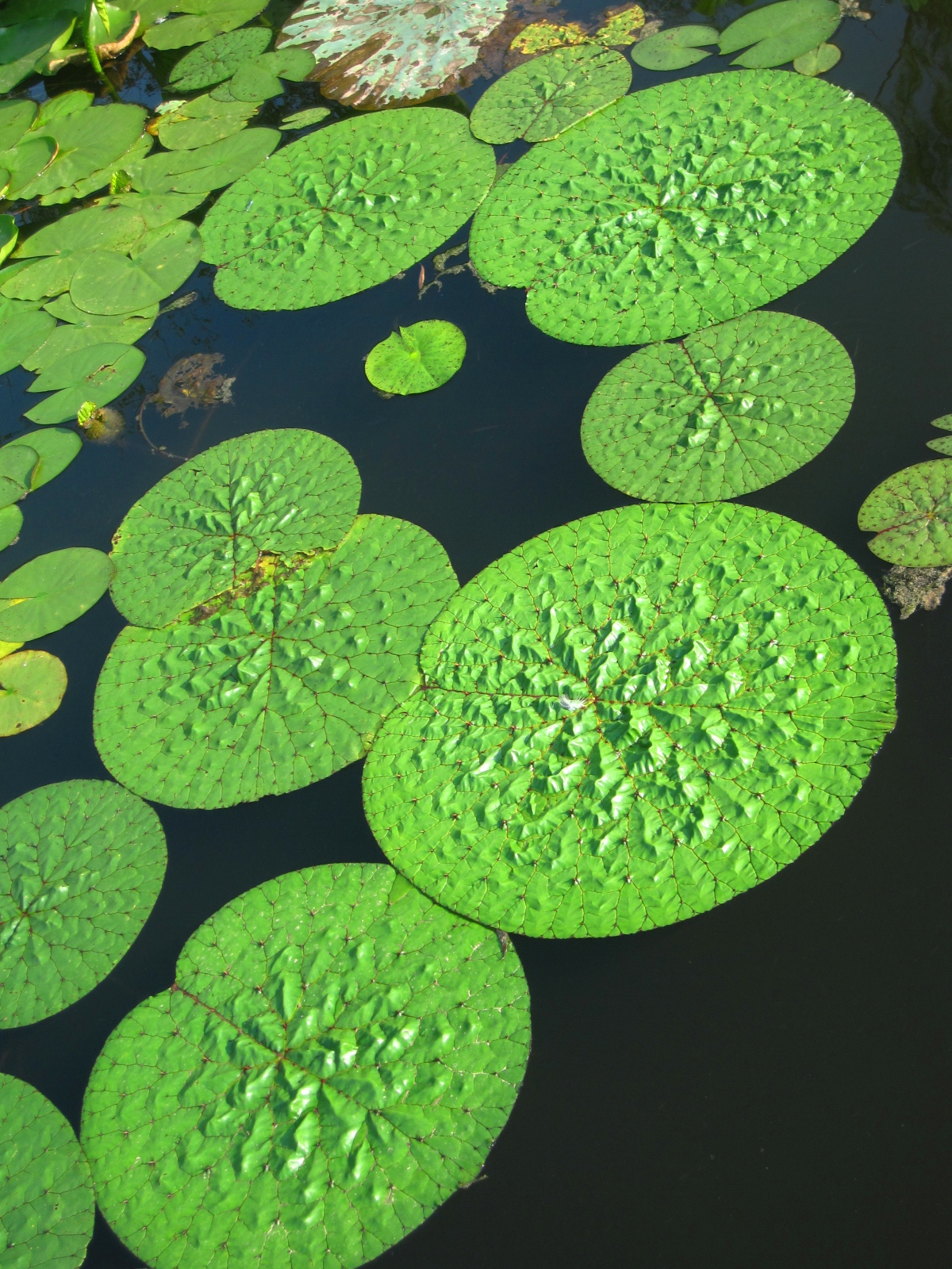 即将打开和已经打开的大叶睡莲