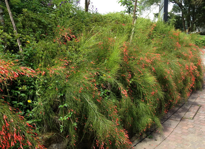 炮仗竹别名:爆竹花,吉祥草炮仗竹,玄参科炮仗竹属直立灌木.