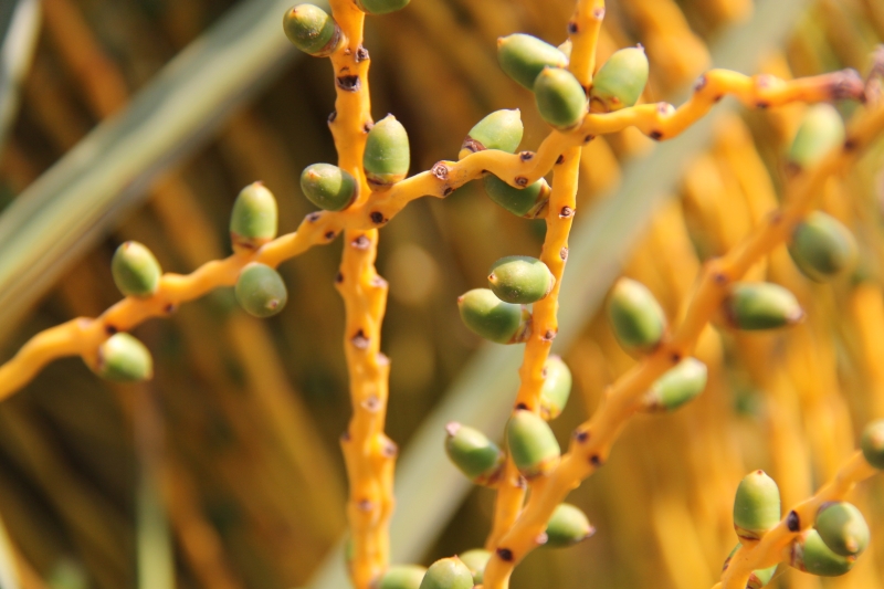 庆元植物486-棕榈科-刺葵属-加拿利海枣-柳绿花红-搜狐博客