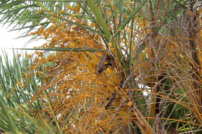 庆元植物486-棕榈科-刺葵属-加拿利海枣-柳绿花红-搜狐博客