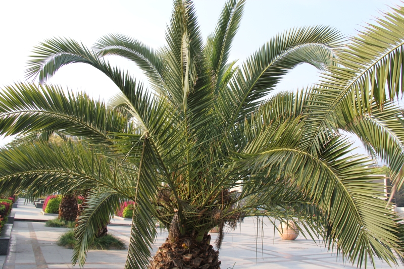 庆元植物486棕榈科刺葵属加拿利海枣