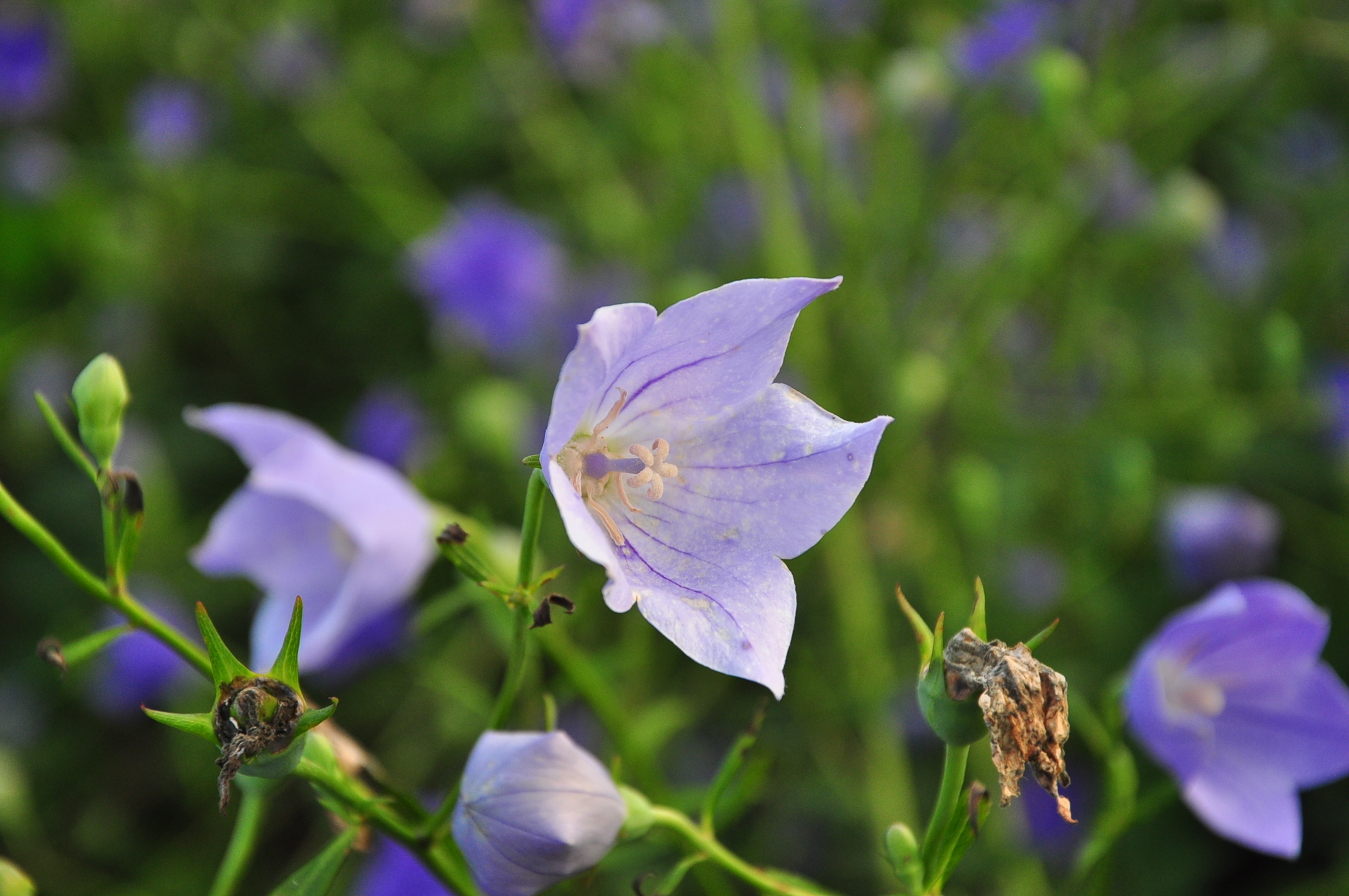 桔梗花的花语和传说(桔梗花的花语是什么呀)