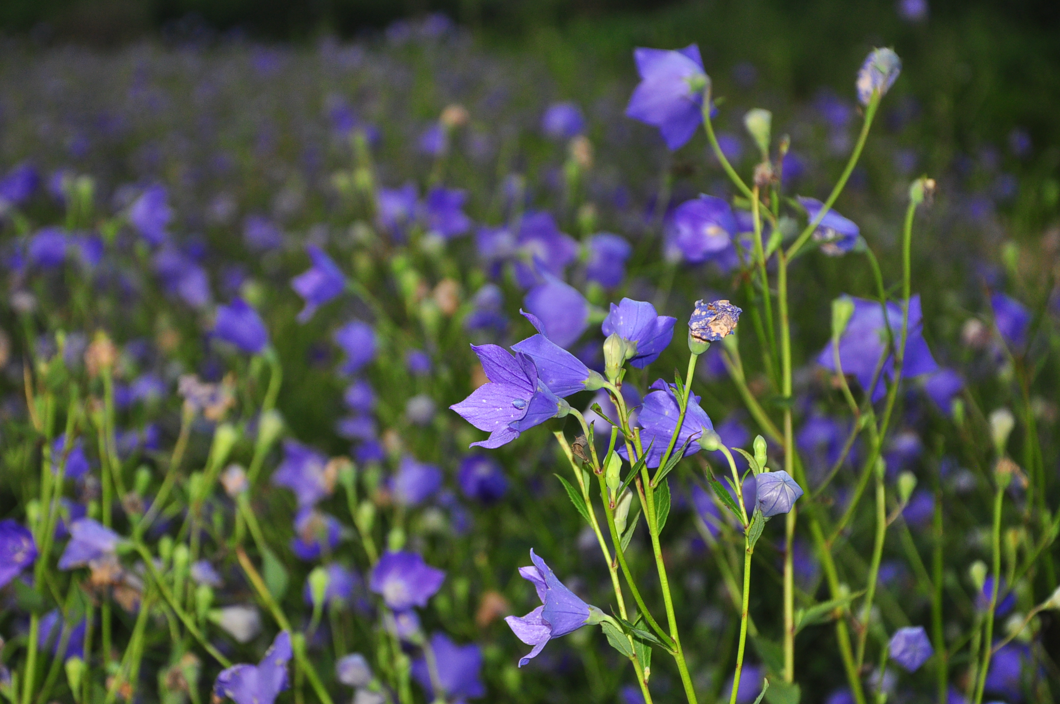 2013-07-25 桔梗花