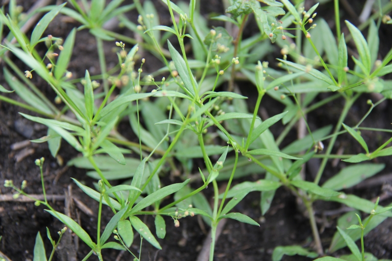 庆元植物477番杏科粟米草属粟米草