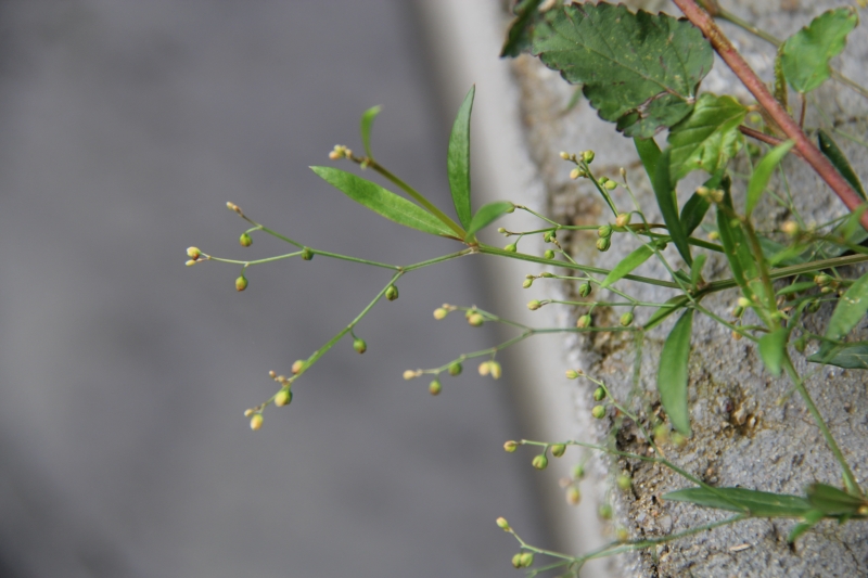 庆元植物477番杏科粟米草属粟米草