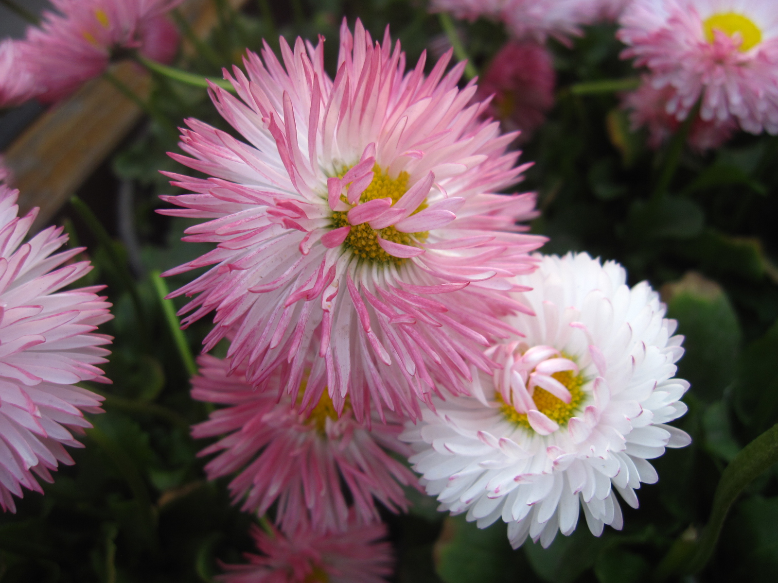 翠菊