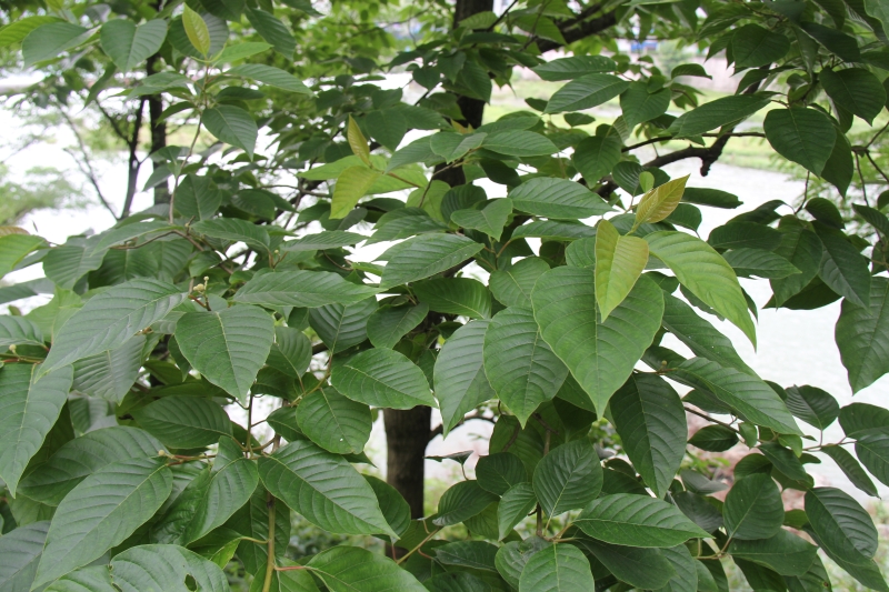 庆元植物493-蓝果树科-喜树属-喜树