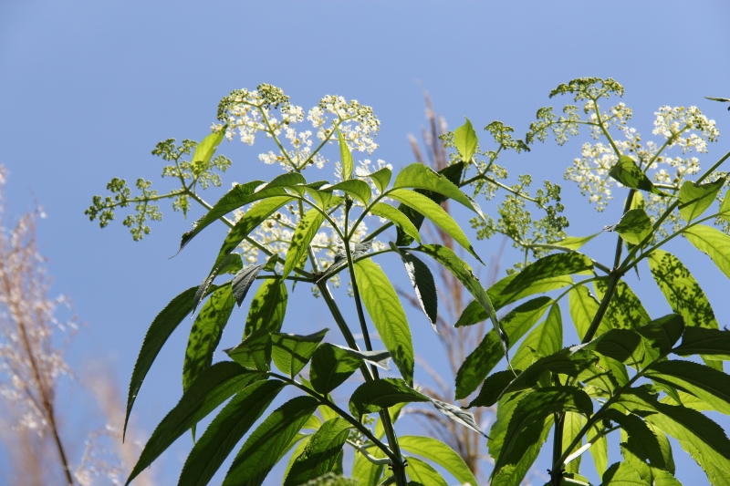 庆元植物479-忍冬科-接骨木属-接骨草-柳绿花红-搜狐博客