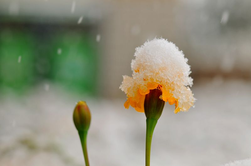 雪白花红花黄草绿形成一种独特的景色