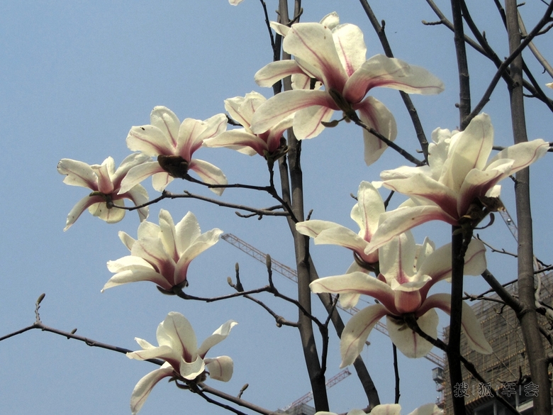 红脉二乔玉兰,落叶乔木应性强,生长快,花大芳香,耐移栽,可作行道树